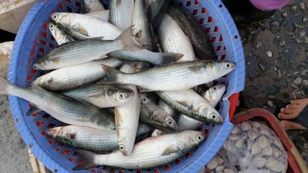 Đi chợ thấy 5 loại cá này hãy mua ngay: Toàn cá tự nhiên, không nuôi công nghiệp, vừa sạch vừa bổ-4