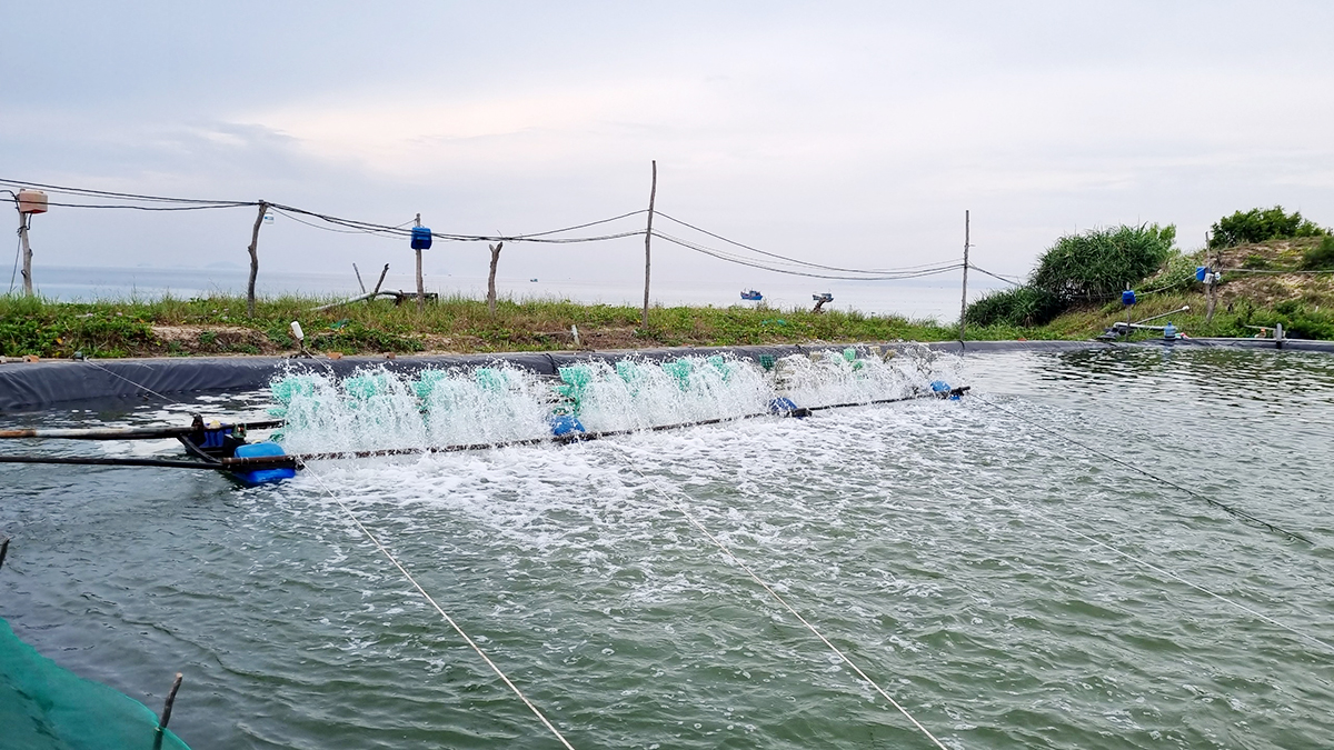 Khánh Hòa: Dân bức xúc vì nước thải trại nuôi tôm đổ ra biển Bãi Dài-3