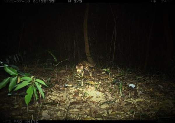 Ngắm loài mèo rừng quý hiếm trên đỉnh Trường Sơn-3