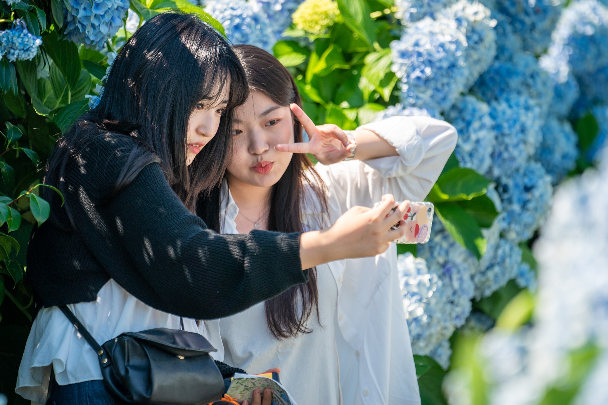 Mùa hoa cẩm tú cầu ở Jeju-2