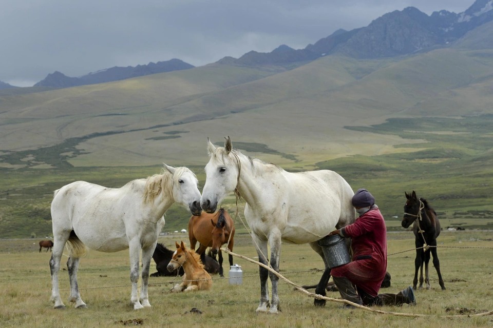 Đây là loại sữa ngựa thượng hạng ở vùng núi cao 2.500 mét-7