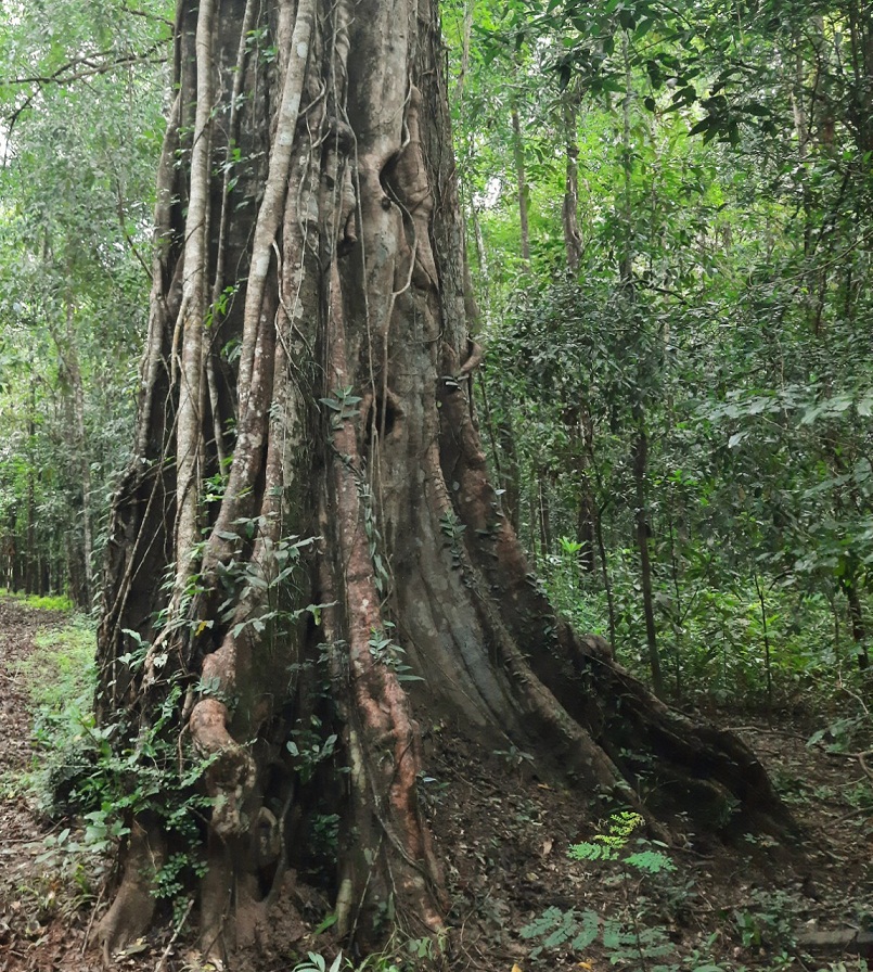 Khám phá rừng Mã Đà - lá phổi xanh của miền Đông Nam Bộ-5