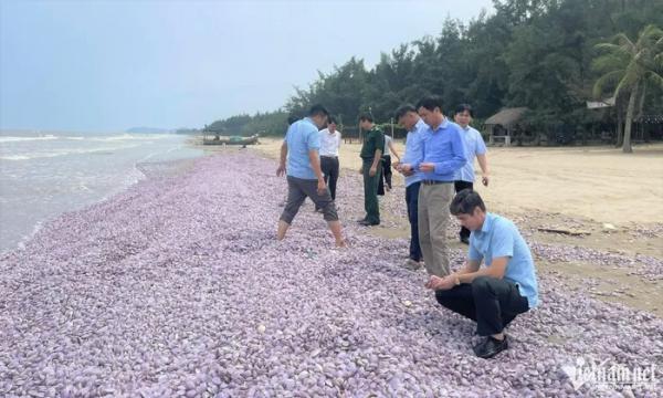 Vỏ ngao chất đống dọc bãi biển ở Thanh Hóa-1