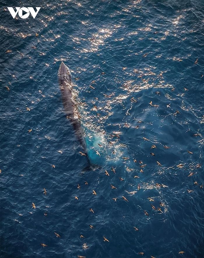 Mãn nhãn cảnh mẹ con cá voi săn mồi ở vùng biển Đề Gi-15