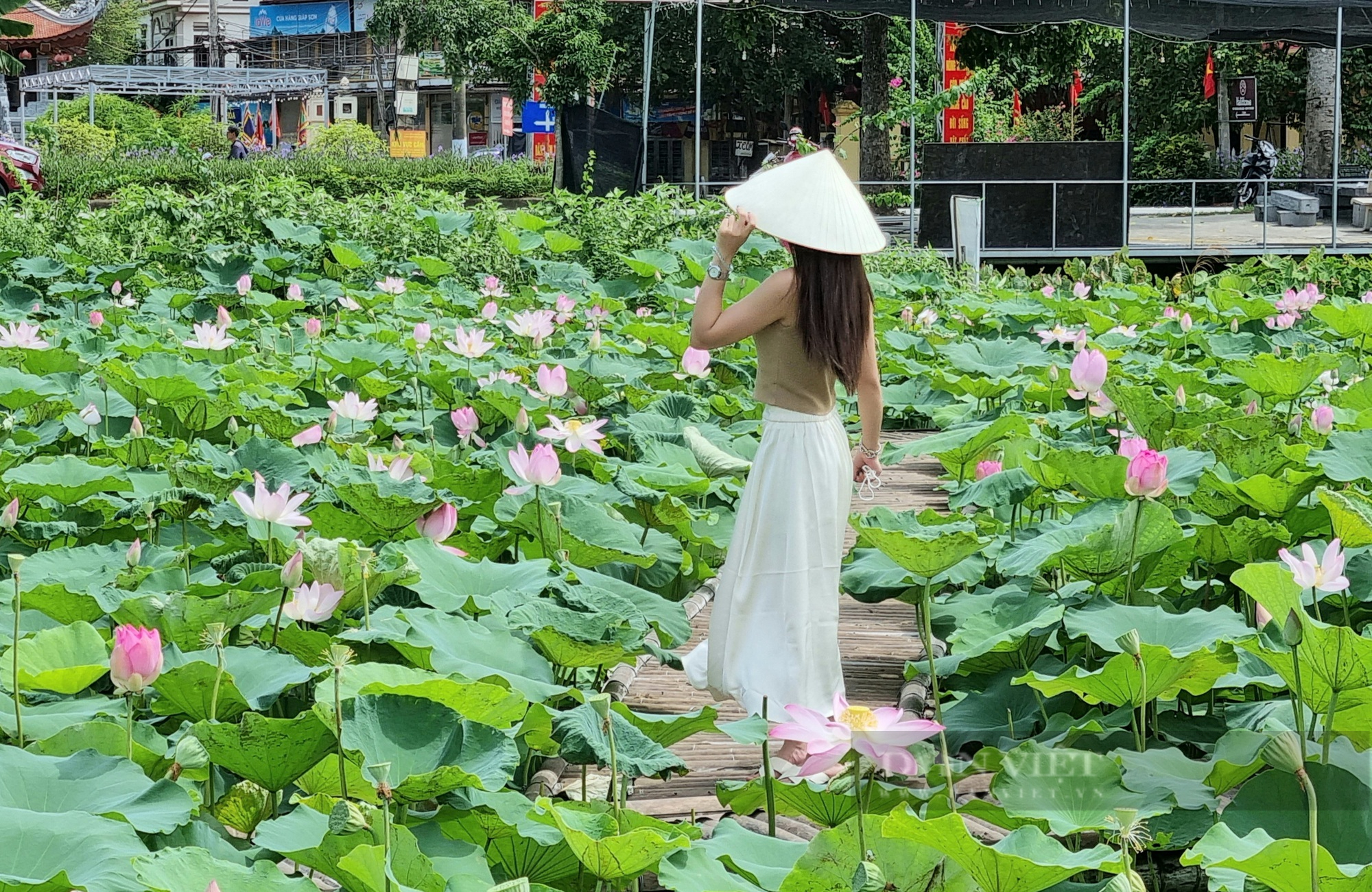 Đẹp mê mẩn đầm sen ở Ninh Bình tỏa hương thơm ngát hút khách đến tham quan-1