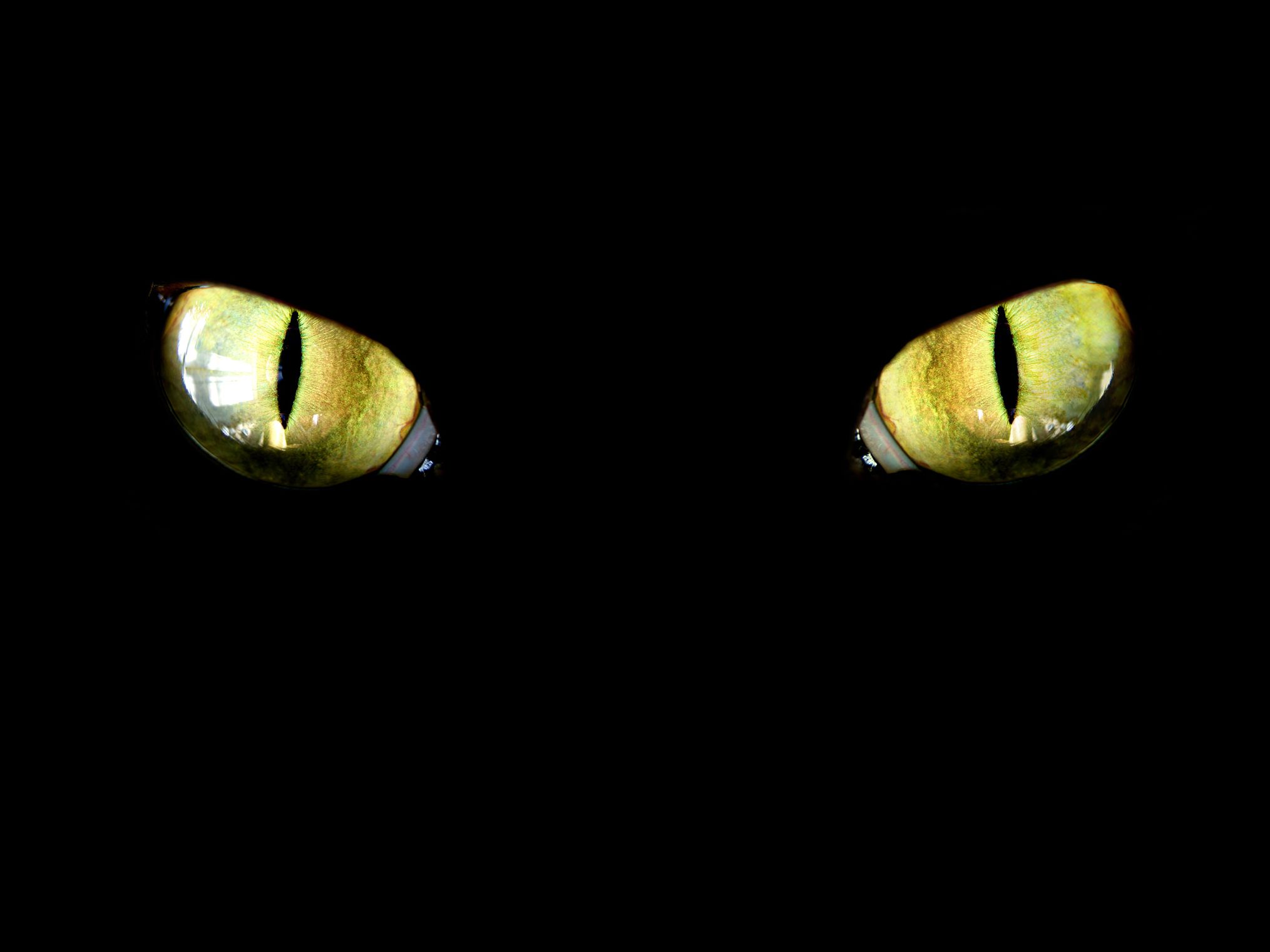 Giải mã thú vị: Mèo thực sự có thể nhìn thấy trong bóng tối?-10