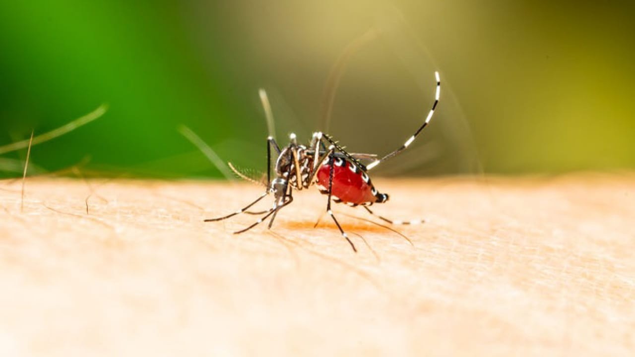 6 sự thật cần biết về bệnh sốt xuất huyết-1