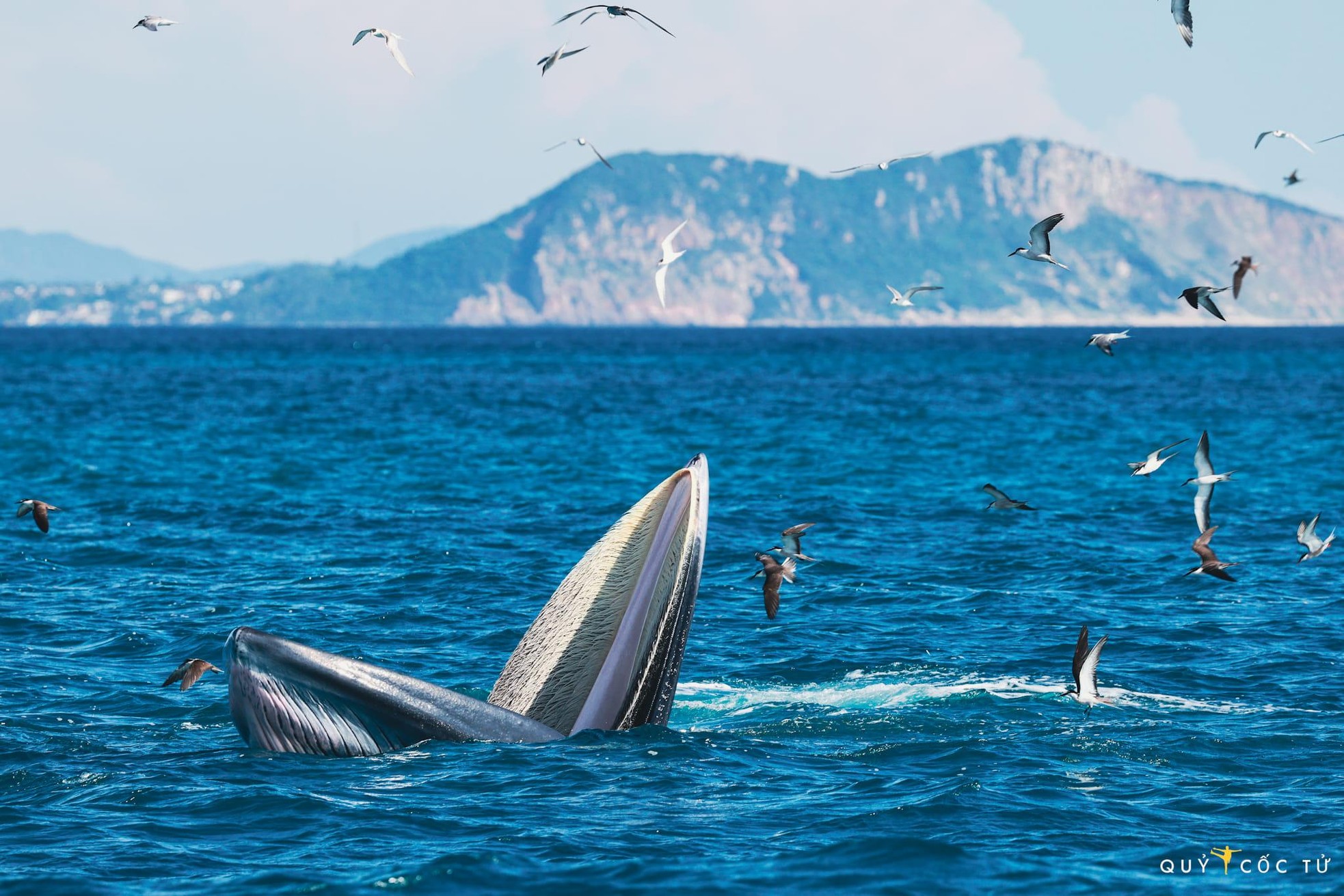 May mắn hơn nữ luật sư Woo Young Woo, travel blogger Hải An thành công săn ảnh cá voi ở biển Đề Gi-6
