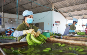 Nhật Bản gia tăng nhập khẩu chuối từ Việt Nam-cover-img