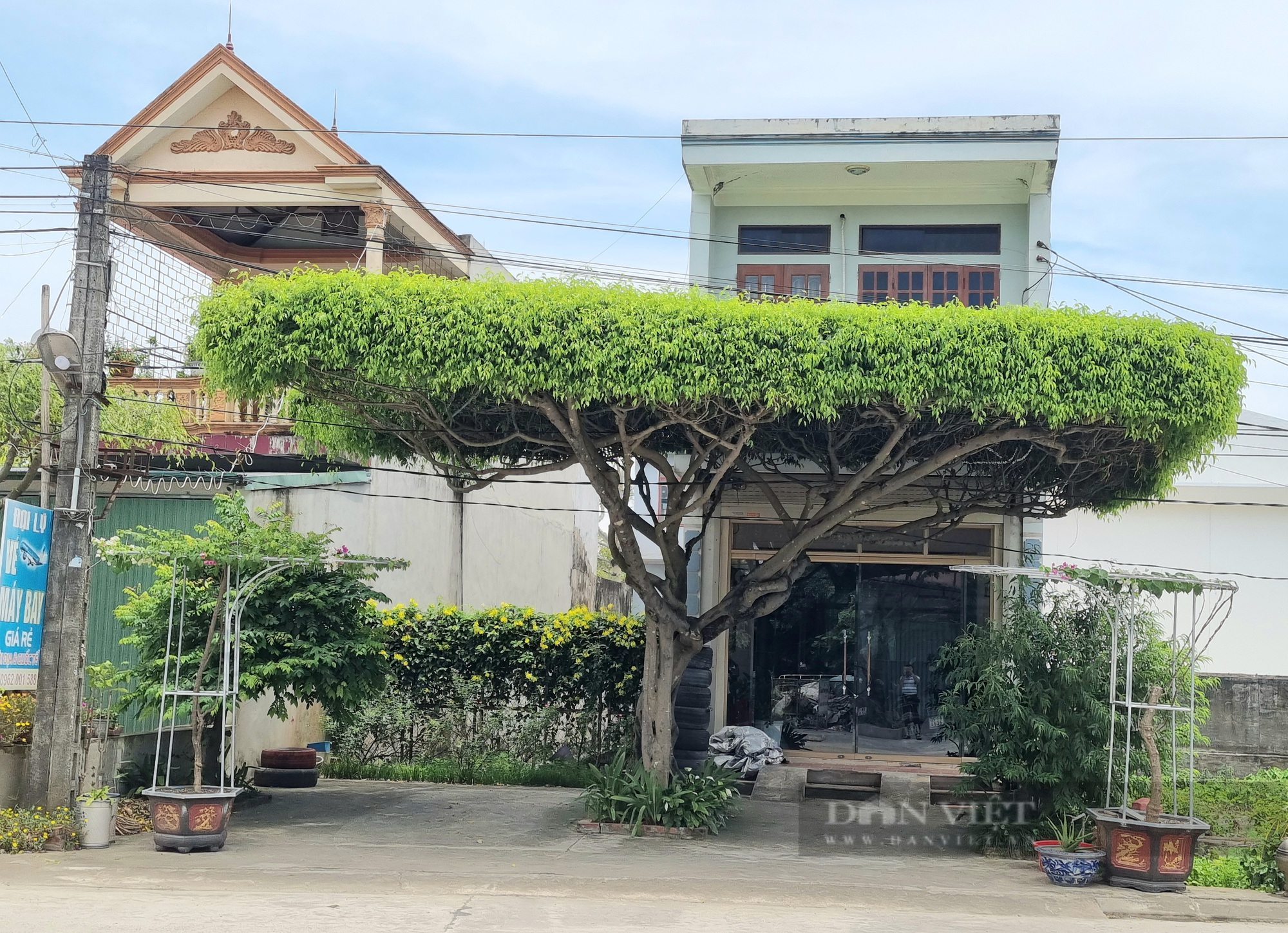 Cận cảnh cây sanh hình dáng giống cái ô có “1-0-2” ở Ninh Bình-1