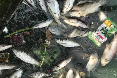 Hồ Tây: Cá chết hàng loạt do thay đổi thời tiết-img