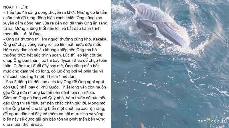 May mắn hơn nữ luật sư Woo Young Woo, travel blogger Hải An thành công săn ảnh cá voi ở biển Đề Gi-10