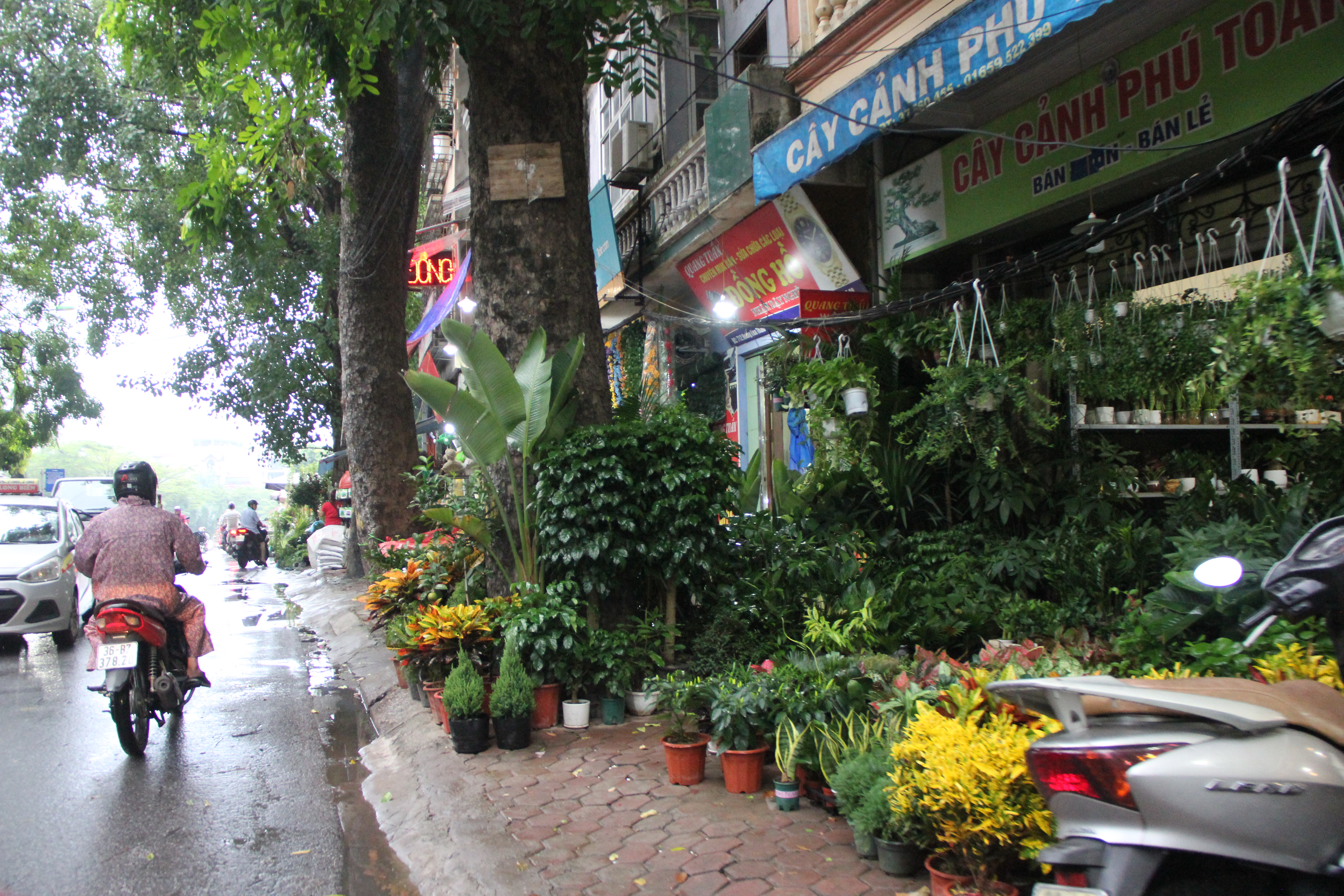 Hà Nội: Vỉa hè đường Hoàng Hoa Thám bị chiếm dụng để bày bán cây cảnh, gốm sứ-10