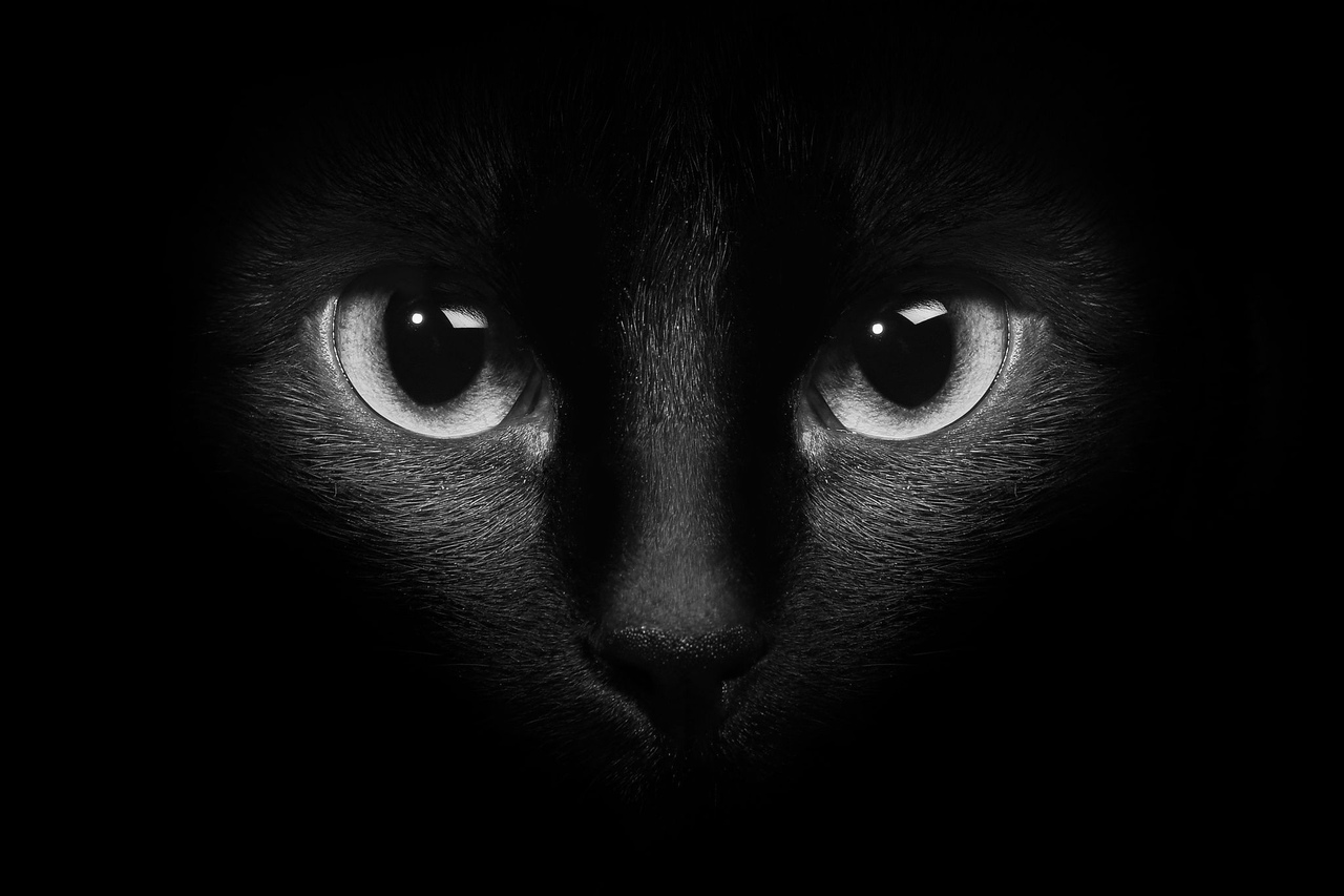 Giải mã thú vị: Mèo thực sự có thể nhìn thấy trong bóng tối?-13