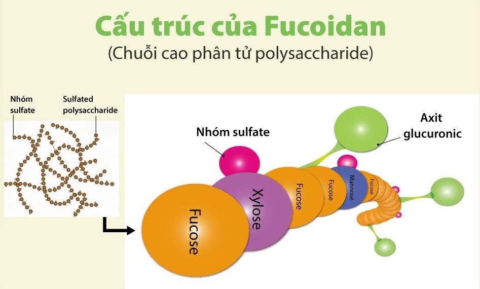 Tìm hiểu về cấu trúc phân tử của fucoidan-1
