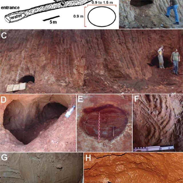 Tìm thấy 10.000 đường hầm 13.000 tuổi: Không phải do người, 'tác giả' là loài khổng lồ này-3