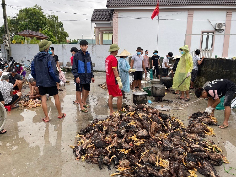 Hàng nghìn con gà bị chết do mưa lũ, cả làng kéo đến giúp chủ trang trại sơ chế-3