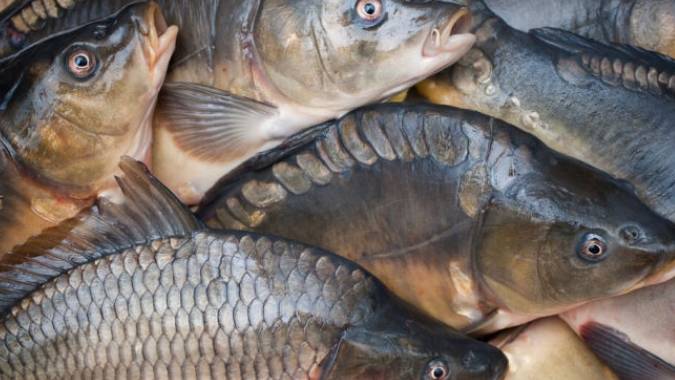 Cá chép mua con đực hay cái, chọn nhầm khiến món ăn bị tanh và không ngon-3