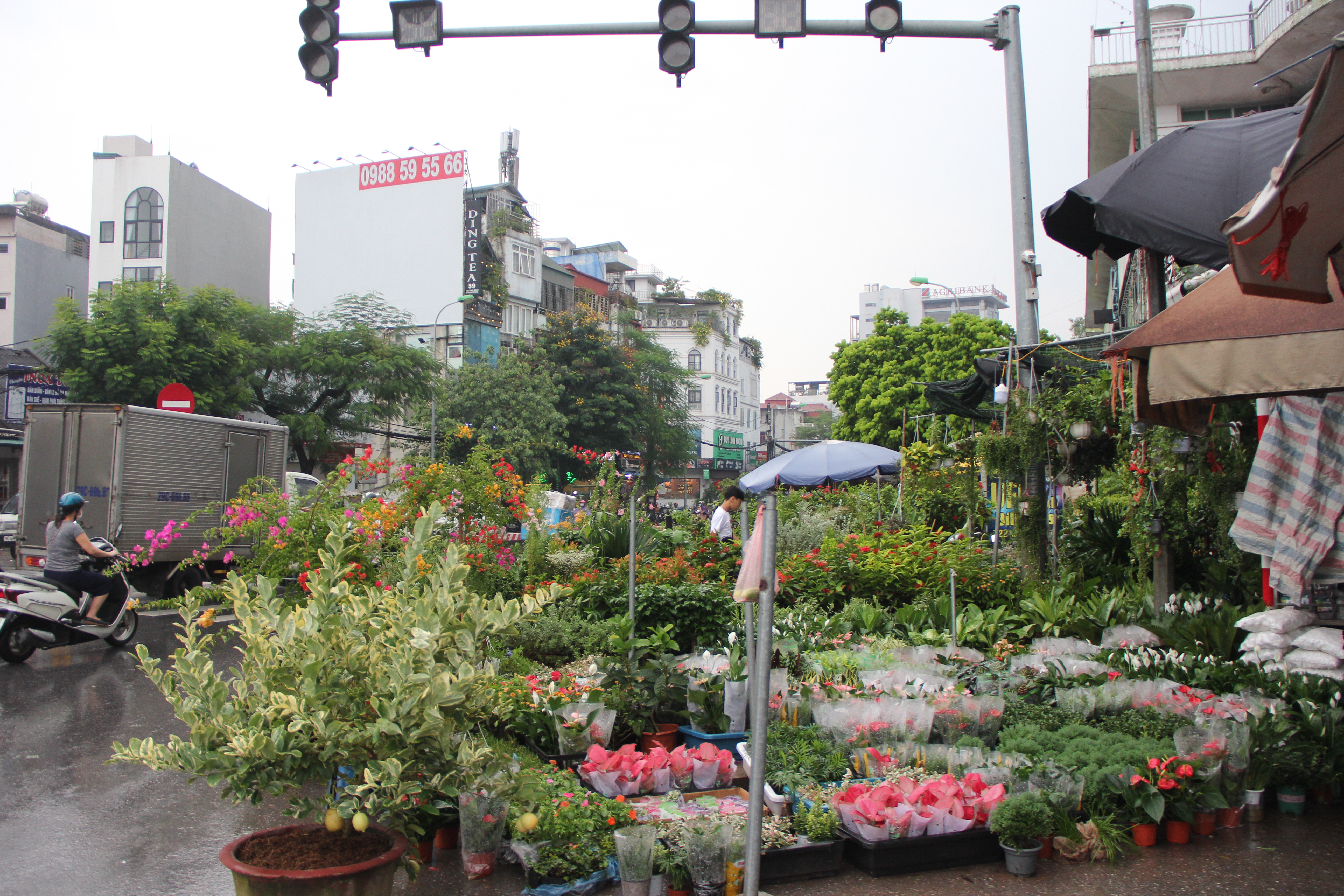 Hà Nội: Vỉa hè đường Hoàng Hoa Thám bị chiếm dụng để bày bán cây cảnh, gốm sứ-7