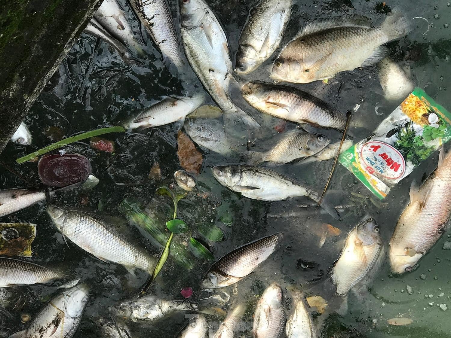 Hồ Tây: Cá chết hàng loạt do thay đổi thời tiết-1
