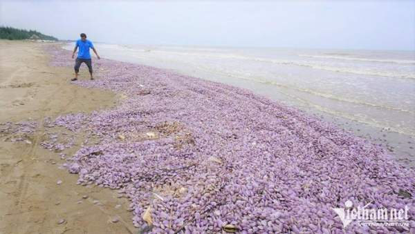 Vỏ ngao chất đống dọc bãi biển ở Thanh Hóa-2