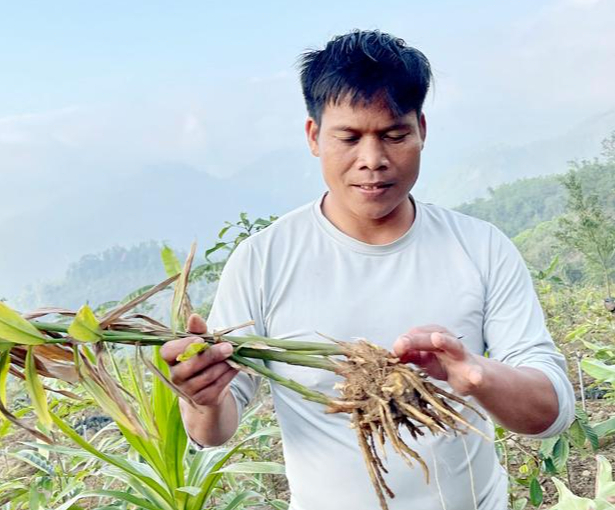 Bảo tồn và phát triển cây dược liệu ở vùng núi Quảng Ngãi-1
