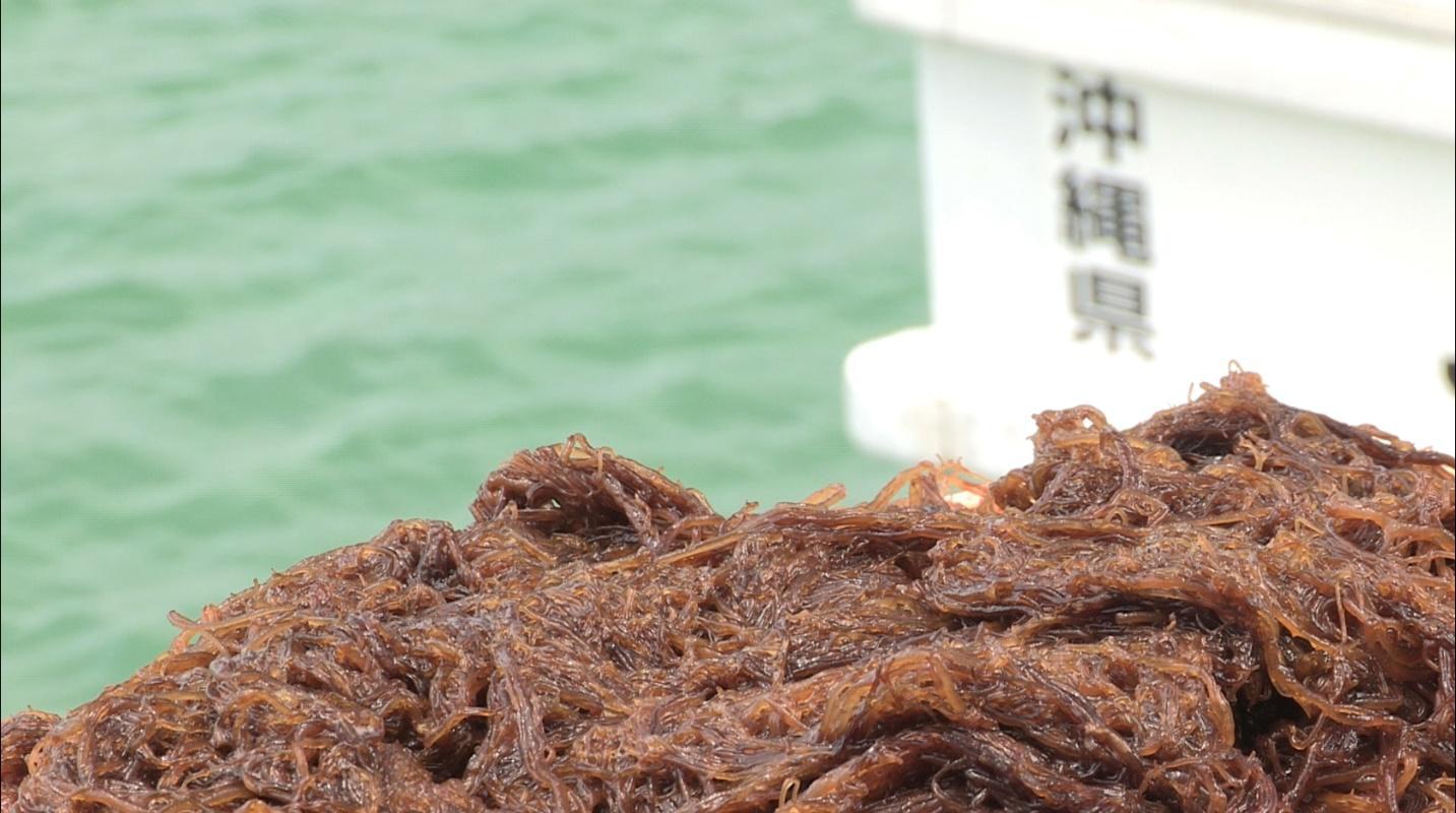 Mối tương quan giữa sự tự chết của tế bào và tảo nâu vùng Okinawa-2
