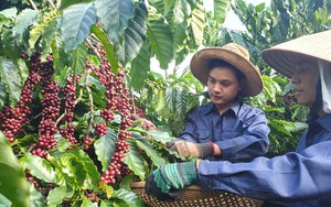 Cà phê Việt Nam được thị trường Anh ưa chuộng-2