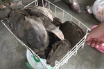 Phát hiện mua bán thịt động vật hoang dã tại một nhà hàng ở Thừa Thiên - Huế-cover-img