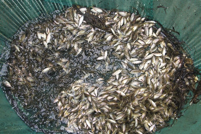 Loài cá bé tí xưa có đầy không ai ăn, nay là đặc sản thơm ngon nổi tiếng ở Huế, 120.000 đồng/kg-1