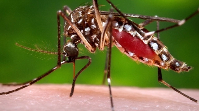 Singapore báo động đợt bùng phát dịch sốt xuất huyết mới-cover-img