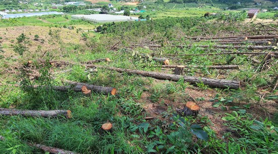 Hàng trăm cây thông bị “cưa trắng” ở Lâm Đồng-3