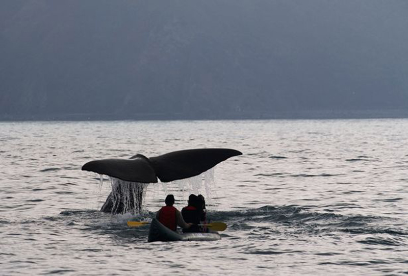 Tai nạn bí hiểm gây sốc tại điểm quan sát cá voi nổi tiếng của New Zealand-6