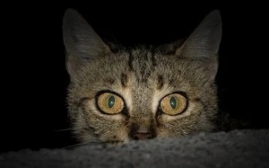 Giải mã thú vị: Mèo thực sự có thể nhìn thấy trong bóng tối?-cover-img