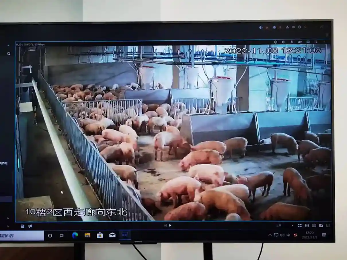 Chung cư cho lợn cao 26 tầng ở Trung Quốc-2