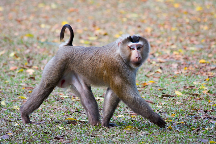 4 cá thể khỉ quý hiếm sao dân giao ngay cho VQG Vũ Quang?-8