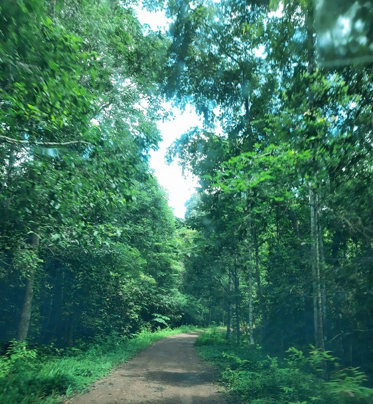 Khám phá rừng Mã Đà - lá phổi xanh của miền Đông Nam Bộ-1