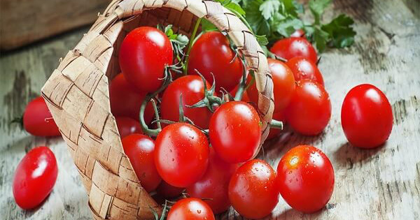 Cảnh báo cà chua xanh có thể gây ngộ độc-2