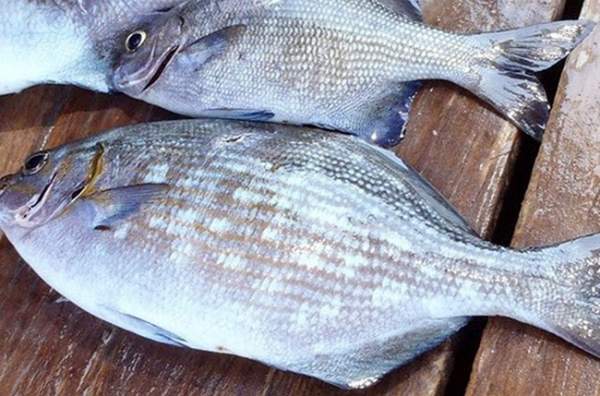 Loại cá nghe tên hết hồn nhưng là đặc sản nổi tiếng ở Quảng Ngãi, xưa giá rẻ bèo nay đắt đỏ, 200.000đồng/kg-5