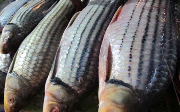 Cá sọc dưa - Loài cá sống tới 50 năm mang theo hương vị của Tây Nguyên-5