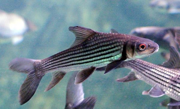 Cá sọc dưa - Loài cá sống tới 50 năm mang theo hương vị của Tây Nguyên-1