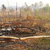 Công ty lâm nghiệp ở Gia Lai để mất 1.700 ha rừng, gây thiệt hại 10 tỷ đồng-img