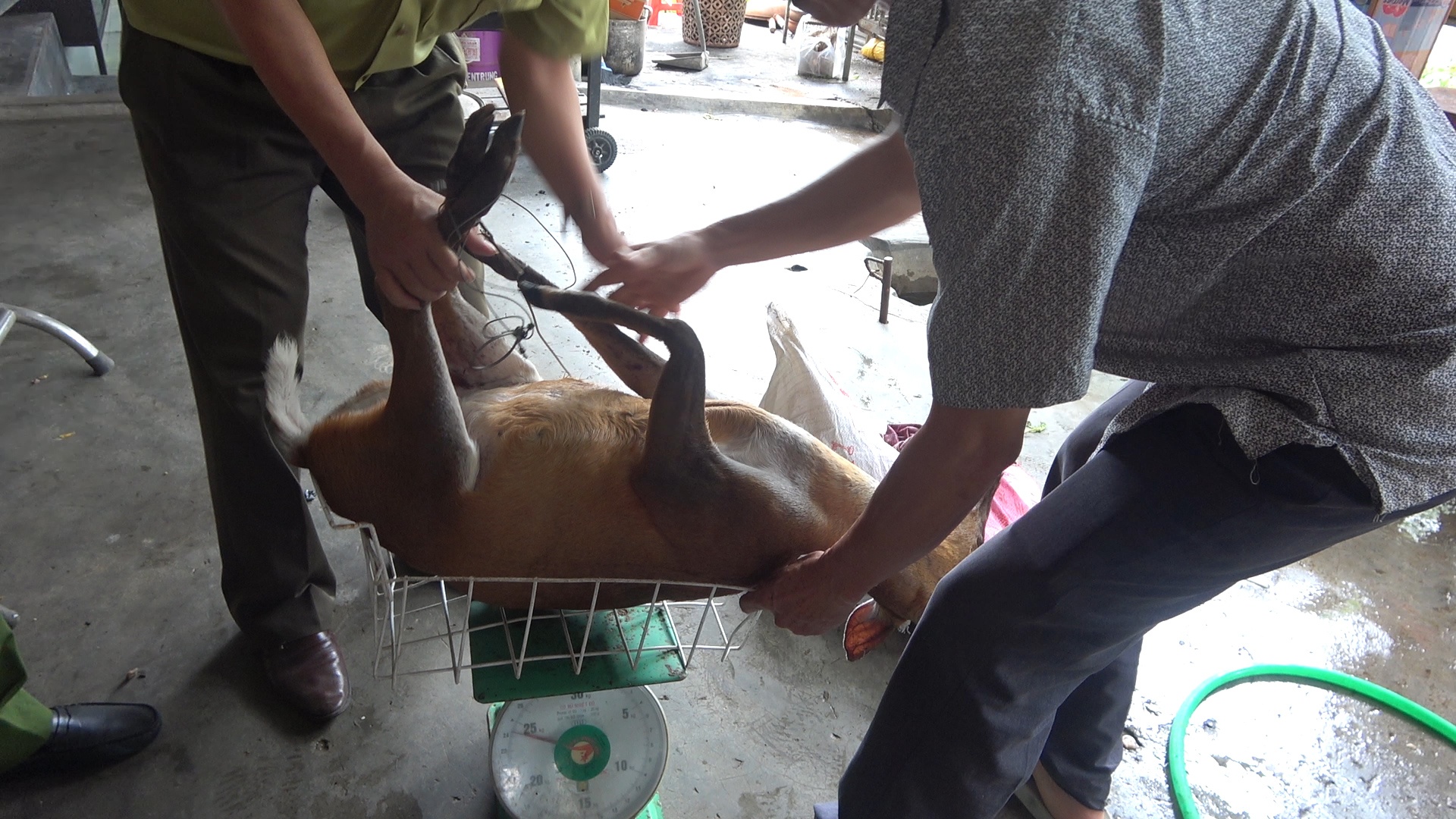 Phát hiện mua bán thịt động vật hoang dã tại một nhà hàng ở Thừa Thiên - Huế-2