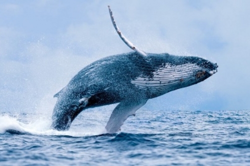 Cá voi lớn nhất hành tinh bất ngờ xuất hiện ở biển Bình Định-1