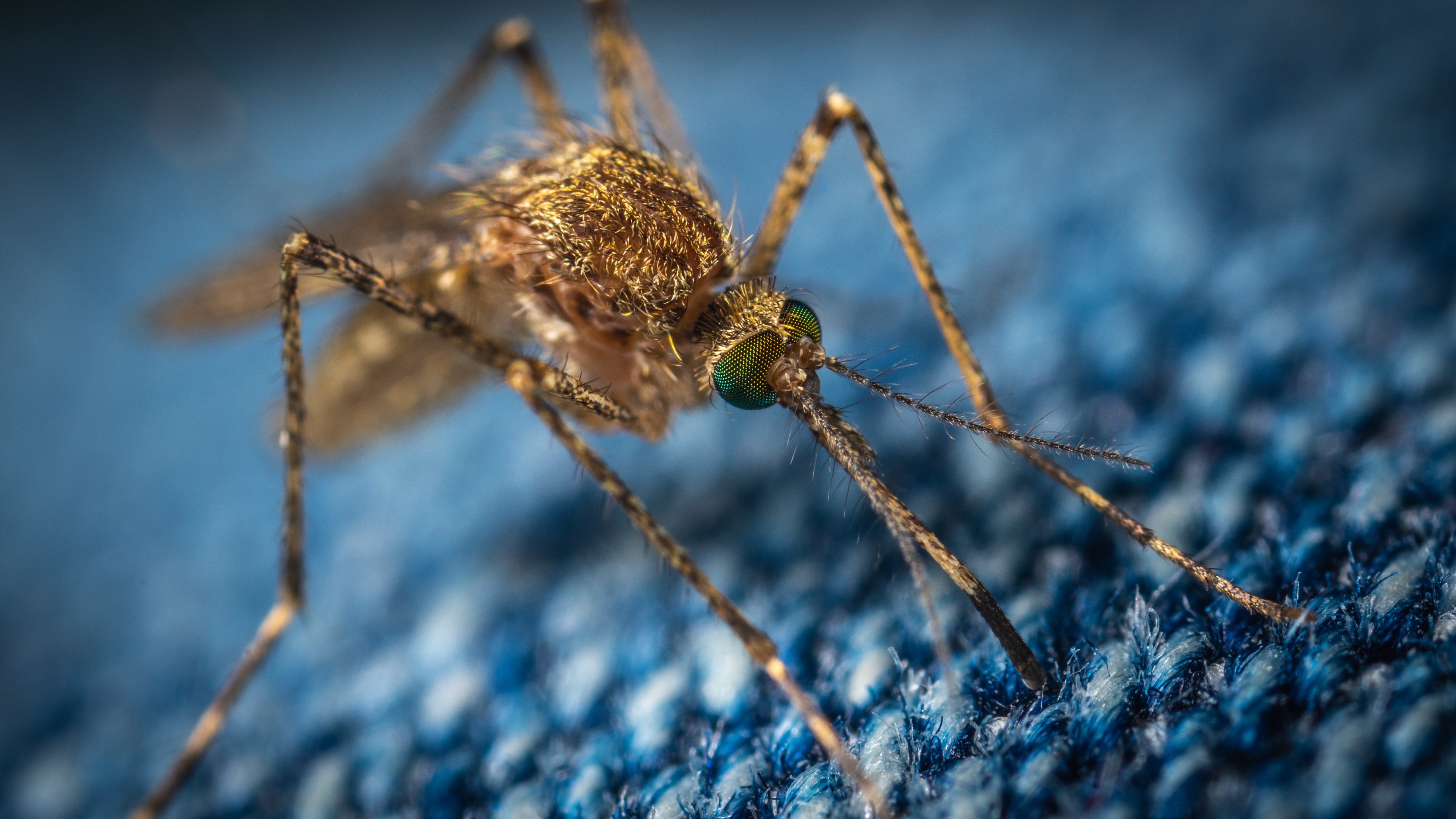 Đừng lo muỗi làm lây lan SARS-CoV-2-1
