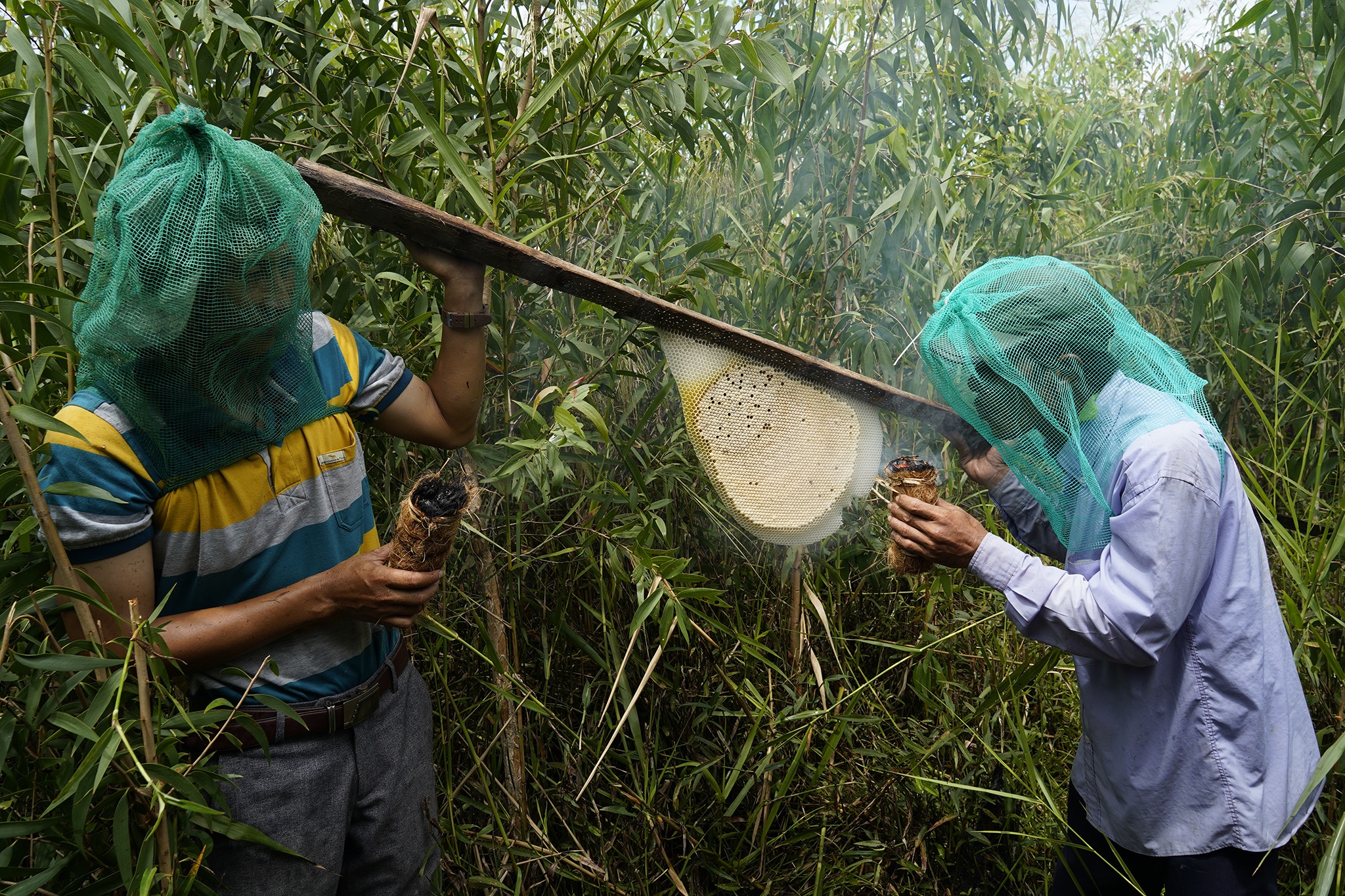 Trải nghiệm, khám phá nghề khai thác ong mật ở vùng rừng U Minh Hạ-6