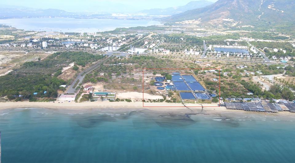 Khánh Hòa: Ảnh kinh hãi trại nuôi tôm xả nước thải ra biển đen ngòm-1