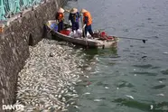 Bí thư, Chủ tịch Hà Nội yêu cầu khắc phục nhanh hiện tượng cá chết ở hồ Tây-cover-img
