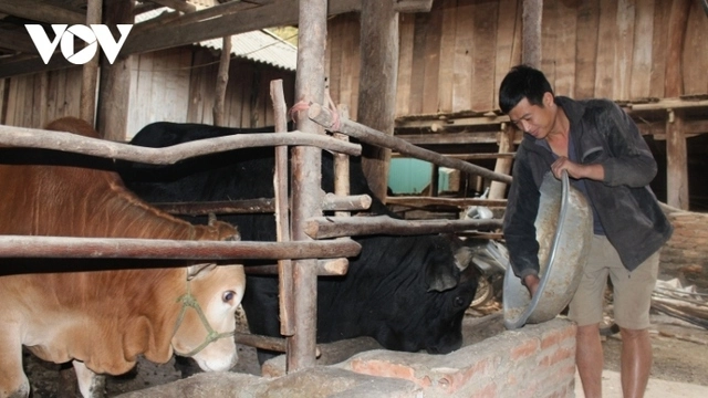 Nông dân Sơn La chủ động dự trữ thức ăn cho đàn vật nuôi trong mùa đông-img