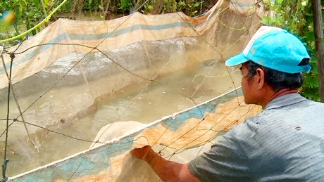 Mùa nước nổi miền Tây, dân Vĩnh Long nuôi cá trong vèo, cứ bán 3 tấn cá nông dân lời 1 tấn-1